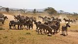 TANZANIA - Serengeti National Park - 054